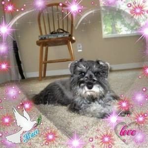 Meet your Posher, Robert